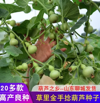 Cultural Hand-Twisted Gourd Seeds Small Gourd Seedlings Ornamental Giant Eight Treasures Extra-Large Potted Plant Courtyard