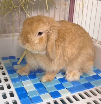 Pet Cooling Ice Mat for Summer, Heat Dissipation Crystal Pad for Rabbits, Hamsters, Chinchillas, and Guinea Pigs