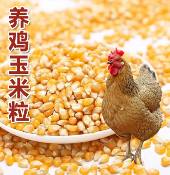 Farm-Direct 80 lbs Yellow Corn Kernels, Feed for Chickens, Ducks, Geese, Rabbits, and Fishing Bait, Dried Maize