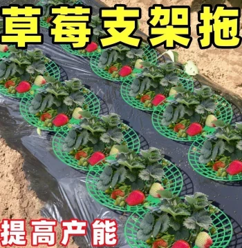 Strawberry Fruit Support Net & Tray Stand - Gardening Pot Frame for Home Plants to Prevent Leaf and Fruit Rot