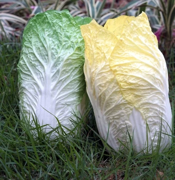 Realistic Large Chinese Cabbage Model, Fake Vegetable Prop for Kitchen Decor, Early Education, and Photography