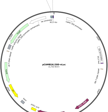 pCAMBIA1300-nLuc, pCAMBIA1300-cLuc Plant Bimolecular Fluorescence Complementation Plasmids