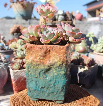 McFan Shi Succulent Pots - Vintage Rough Pottery Square Breathable Planters (Free Shipping)
