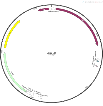 pMAL-c6T Vector, pMAL-c6T Plasmid