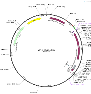 pHT43-His Plasmid, Bacillus subtilis Expression Plasmid