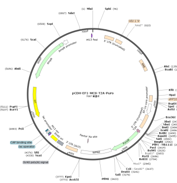 pCDH-EF1-MCS-T2A-Puro