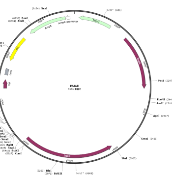 pMAD Plasmid for Staphylococcus aureus Gene Knockout