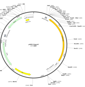 pMIR-Report Luciferase