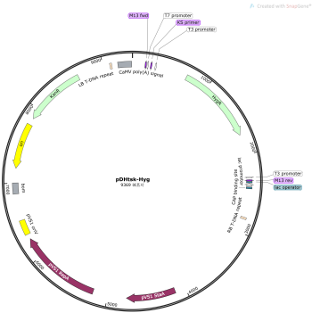 pDHtsk-Hyg Plasmid, Filamentous Fungal Expression Plasmid