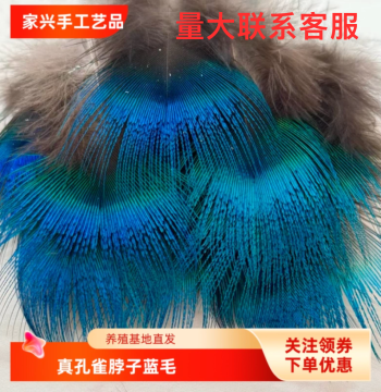 Peacock Feathers for DIY Handmade Jewelry, Diancui Material, Blue Neck Feathers, Genuine Grade A Peacock Plumage