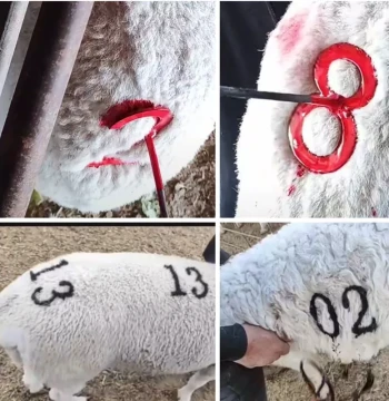 Permanent Marking Paint for Sheep, Sheep Marking Pigment, Water-Based Sheep Paint for Temporary Marks that Wipe Off, Anti-Lost Identification