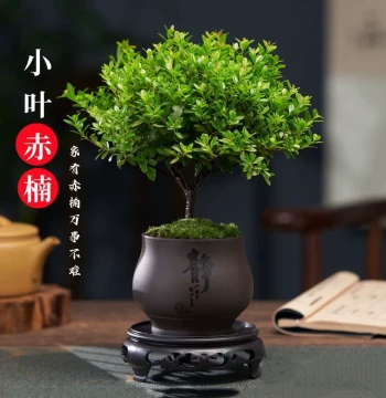 Minimalist Ceramic Succulent Pot Coarse Pottery Breathable Desktop Combo Gardening Clearance Zisha Small Unique Personalized Flower Pot