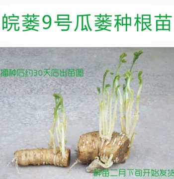 Trichosanthes Root Seedlings, Snake Gourd Seeds, Planting Techniques, Anhui Qianshan Tianzhu Mountain Trichosanthes Variety No. 9