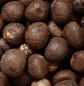 Natural Ivory Nut Raw Seeds (Large, Medium, Small) for Carving, Hand-Held Ornaments, Accessories, Bodhi DIY Crafts