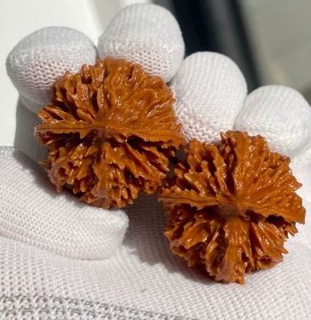 Chrysanthemum Large Lantern Mahogany Walnut Pair - Shaanxi Qinling Cultural Playpiece with Thick Veins, Short Trunk, Hand-Held Ingot Iron Ball