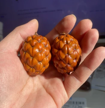 Natural Cycad Seed Bodhi Dragon Scale Fruit Madagascar Fruit Unique Cultural Play Hand Piece High Density for Polishing
