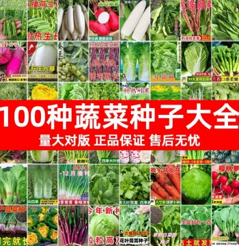 Complete Home Vegetable Seed Kit for All Seasons - Gardening Set with Radish, Celery, Coriander, Lettuce, Spinach, Mustard Greens, and Bok Choy