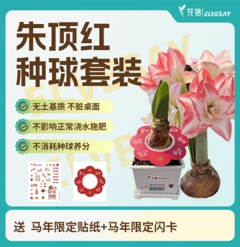 Flower Message Amaryllis Planting Kit - Year of the Horse Limited Edition Soil-Free Pot with Flower Buds (Red Single Petal)