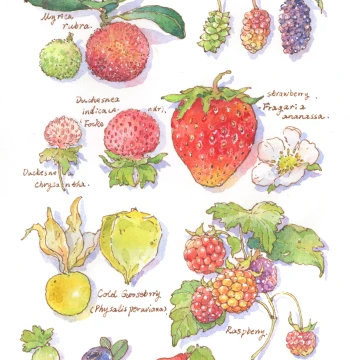 Pen and Light Wash Botanical Illustration Coloring Practice, LittleJiang Xiaojiang Watercolor Paper Line Art Fill-in Color Anti-Bleed Ink