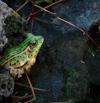 'Frog Prince' Sculpture by Liu Zhenguang - Individual Frog Art Piece
