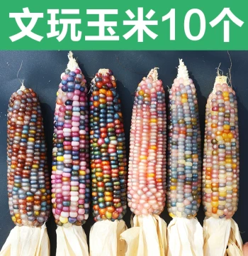Wholesale Blind Box of Raw Material Corn-Shaped Collectibles - Miniature Colorful Glass Gemstone Veined Corn Handheld Pieces for Market Stalls