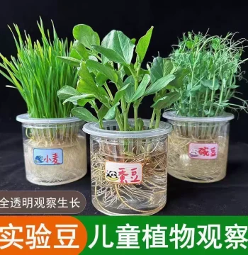 Kids' Plant Observation Kit for Kindergarten Science Experiments - Hydroponic Bean Growth in Transparent Pot