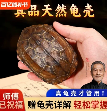 Natural Real Turtle Shell Hexagram Divination Tool Zhou Yi 64 Trigrams Plate Copper Coin Desktop Ornament