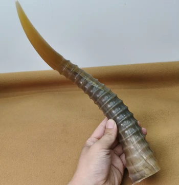 Authentic Whole Mongolian Antelope Goat Horn Filament Decorative Ornament for Gifting