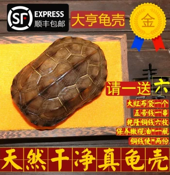 Natural Genuine Turtle Shell Wenwan Hand Piece with Copper Coins for Six Lines and 64 Hexagrams Divination