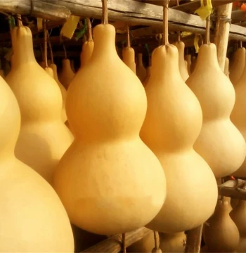 Natural Gourd Ornament for Living Room and Entryway - Extra-Large Wenwan Gourd with Stem for Peace and Protection