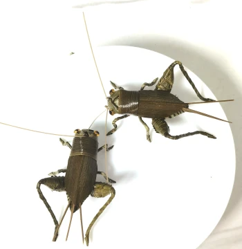 Chinese Intangible Cultural Heritage Palm-Woven Cricket, Handmade Mini Insect Ornament, Trendy Collectible