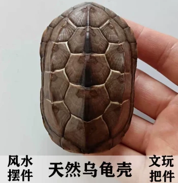 Natural Complete Turtle Shell, Genuine Grass Turtle and Ink Turtle Shell for Six Lines Divination, Collectible Handheld Ornament and Hanging Decor - Symbol of Wealth