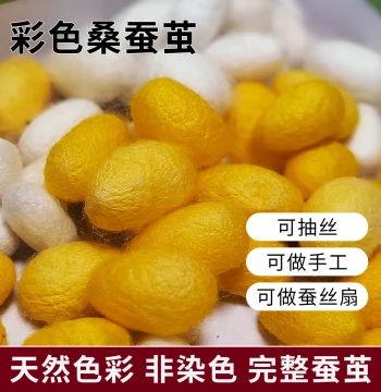 Natural Colored Mulberry Silkworm Cocoons with Pupae Intact, White and Gold Cocoons for Student Handicrafts and Silk Reeling DIY