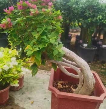 Factory Direct Sale: Tower Purple Carved Root Bougainvillea Bonsai; Automatic Free Shipping on Orders Over 48 Yuan