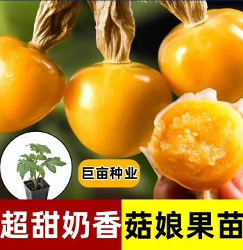 $50 Off Instant Discount | Shouguang Large Fruit Golden Girl Seedlings - Yellow Northeast Ground Cherry Four-Season Potted Edible_YZ