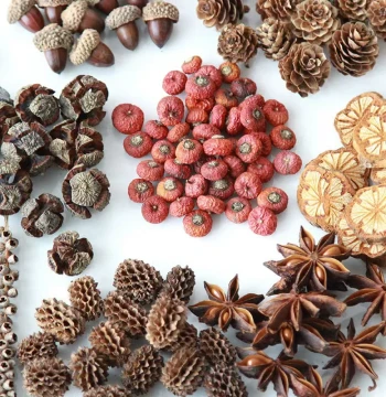 Pine Cone Wood Slices Acorn Dried Fruit Shell Materials Plant Specimen Frame Handmade DIY Dried Flower Kit Display Decoration