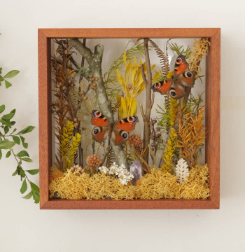 Double Butterfly Garden Plant Specimen Display – Dried Flower Frame Gift for Home Decor and Eco-Terrariums