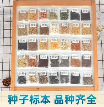 Seed Specimen Learning Frame – Educational Display for Kindergarten Science Featuring Beans, Vegetables, Grains, and Flowers