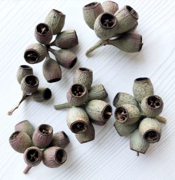 Pinecone, Acorn, and Dried Seed Pod Materials for Plant Specimen Frames - DIY Dried Flower Craft Supplies including 'Zombie Fruit'