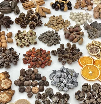 DIY Dried Flower Materials, Frame Decorations, Plant Specimens, Handmade Pinecones, Dried Fruits, Nut Shells, and Wood Slices