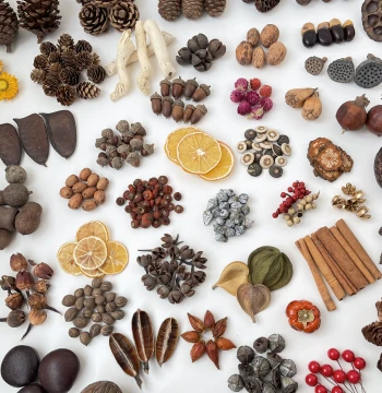 Pine Cone and Acorn Craft Kit – Dried Botanical Specimens, DIY Flower Materials, Wooden Slices, and Decorative Display Frames