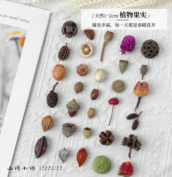 1-2cm Natural Dried Fruit Shell Materials – Plant Specimen Frame Kit for DIY Dried Flower Crafts, Display Decor and Ornamental Arrangements
