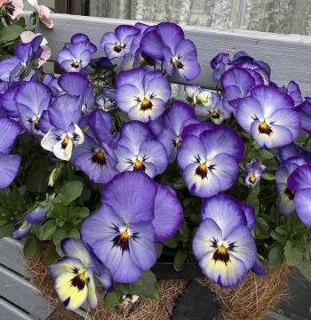 Vintage Pansy Seedlings 'Cat Pianist' and 'Small Coin' Varieties, Cold-Hardy Flowering Plants (Free Shipping on Orders Over $24)