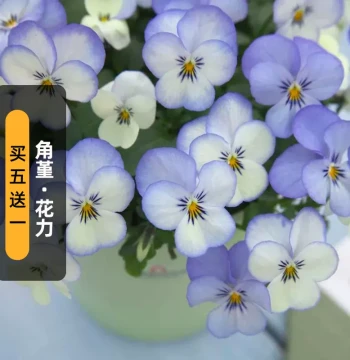 Imported Horned Violet Seeds, Hua Li Series: Blue Rhyme, White, Small Coin, Juice Popsicle, Tiger Eye, Cat Face, for Spring/Autumn Sowing