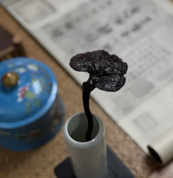 Yuanye Zhi Literati Reishi Ornament Study Collection Study Supplies Natural Reishi Display Scholar's Space