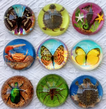 Ins Style Butterfly Insect Specimen Ornament Amber Animal Specimen Scorpion Spider Beetle Handicraft