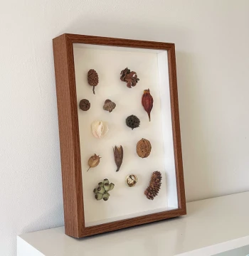 3D Display Frame for Specimens - DIY Shadow Box for Dried Flowers, Insects, Shells, and Butterflies