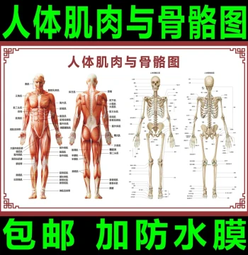 Human Skeleton Chart Wall Map Organ Internal Structure Poster Spine Diagram Muscle Distribution Anatomy Wall Art