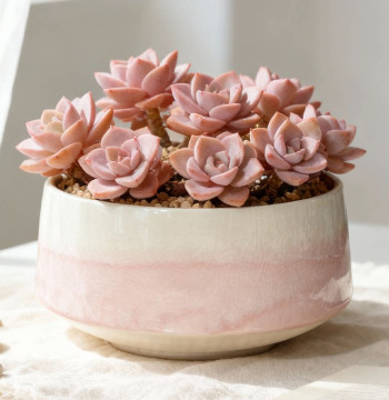 Large-Opening Succulent Planter: Creative Ceramic Pot with Breathable Ice-Crackle Glaze – Ideal for Clustered Growth, Home Decor, Special Offer