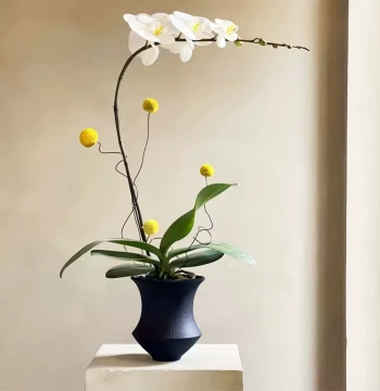 Nordic INS Style Ceramic Flower Pot Home Living Room Decor Planter for Succulents Pothos Phalaenopsis Anthurium Spathiphyllum